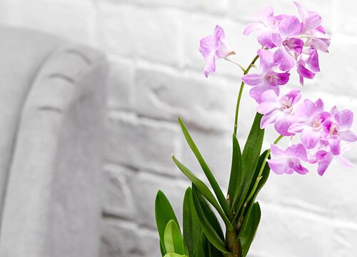 买回来的石斛兰如何正确处理