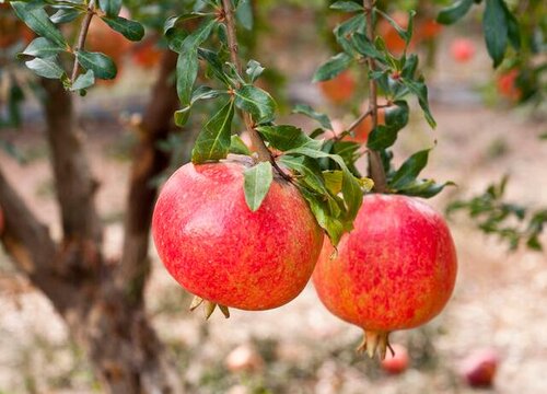 盆栽石榴树如何上盆来年结满果实