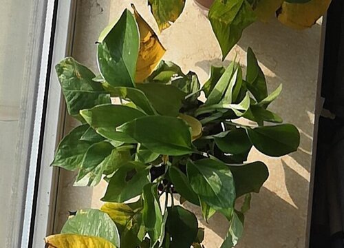 夏天如何预防花卉出现枯萎病