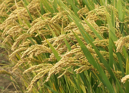 水稻卷叶虫钻心虫用什么农药（水稻钻心虫用什么药最管用）