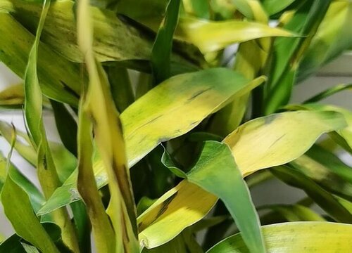 夏天富贵竹黄叶干尖的原因