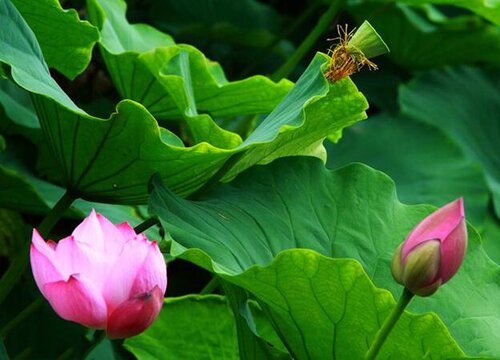 6月后的睡莲怎么养生长状态好开花更容易
