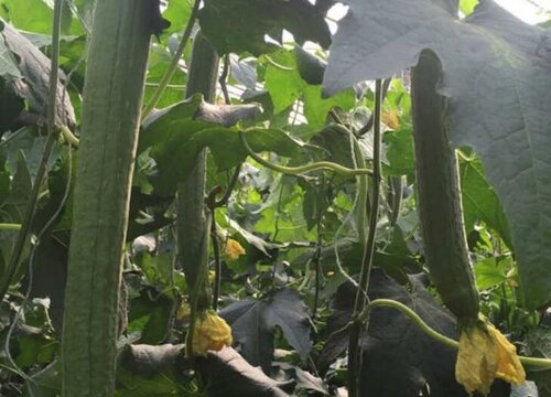丝瓜怎样种植管理高产（丝瓜露地丰产栽培和管理要点）