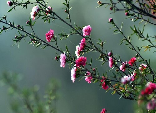 梅花在什么季节开放 是冬季还是春季开花