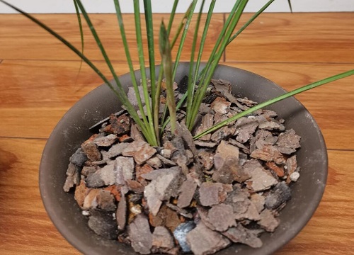 松树皮如何养兰花  具体步骤