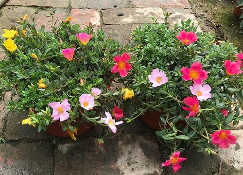 夏季太阳花怎么养护花开满盆
