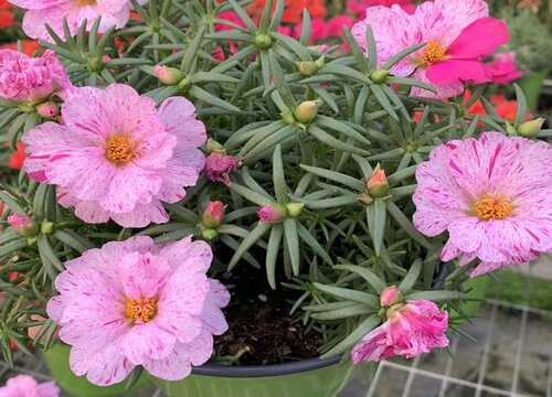 太阳花如何过冬（太阳花的冬季管理与过冬注意事项）