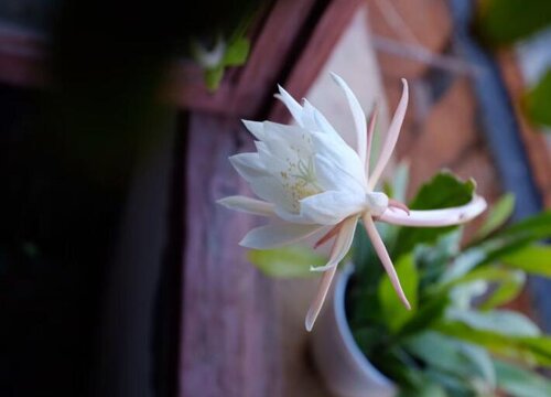 昙花可以吃吗怎么吃 新鲜的昙花有什么功效和禁忌_1