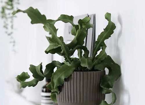 昙花1(8)