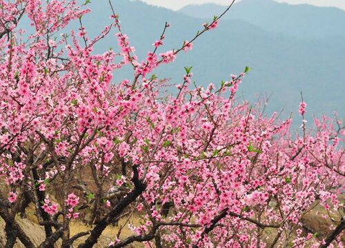 桃花和樱花的区别