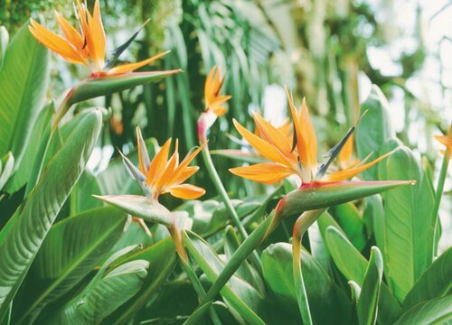天堂鸟绿植好养活吗