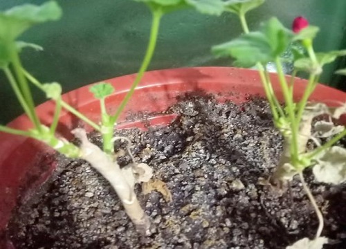 刚买的天竺葵小苗叶子蔫怎么回事（买回家打蔫补救办法）