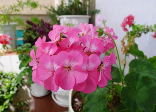 天竺葵怎么养护花开不断
