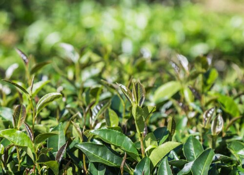 铁观音茶叶的功效与作用