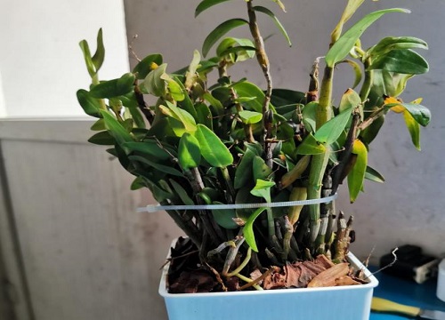 铁皮石斛是什么东西 铁皮石斛成分、作用及生长产地