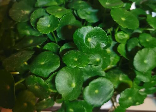 铜钱草怎么种植长势比较旺