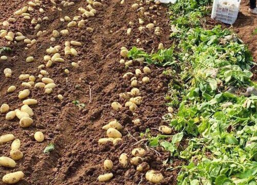 土豆什么时候种植最合适 种土豆的方法和步骤