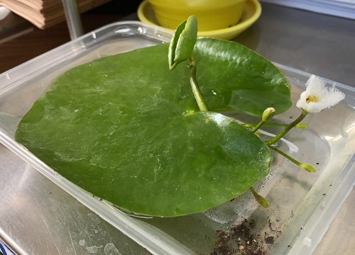 碗莲种子的种植方法 种碗莲的步骤及全过程