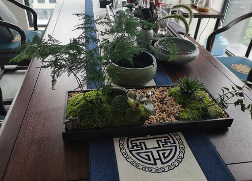 如何判断文竹是否缺水