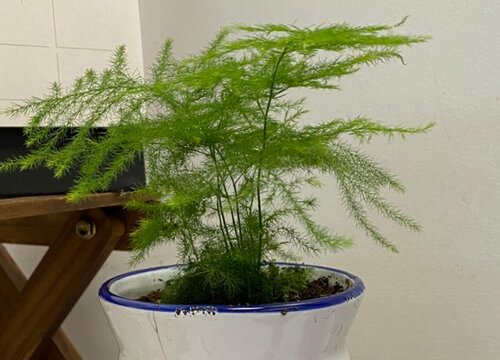 文竹不发新芽的养护方法