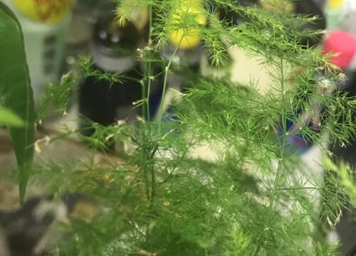 文竹僵苗不长新芽该怎么进行处理
