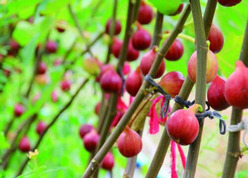入夏之后无花果怎么预防病虫害
