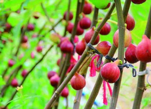 无花果怎样养护结果多