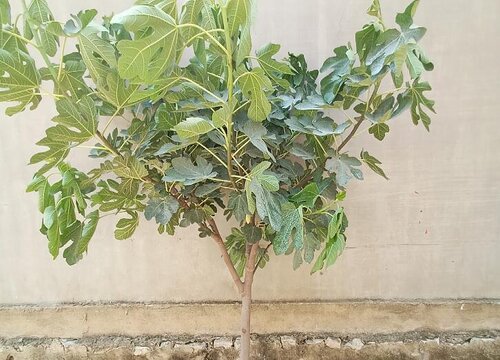 无花果树什么时候移栽成活率高 几月份移栽最好