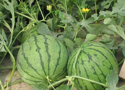 如何种植提高西瓜产量和品质（西瓜怎么施肥能增产增甜）