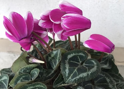 仙客来花朵叶片瘦小的原因及处理