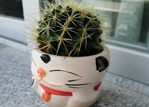 仙人球怎么养殖长得又圆又胖