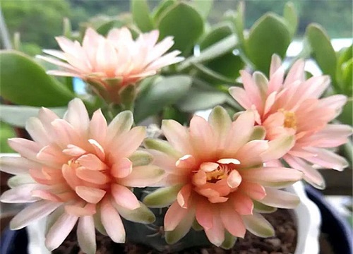 开花最漂亮的仙人球品种 开花勤花期最的长仙人球品种
