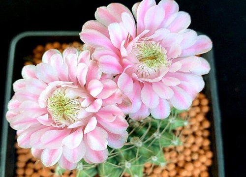 仙人球花谢后怎么养护