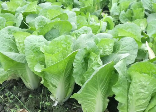 小白菜种植的方法与时间（小白菜收获时间及管理技术）