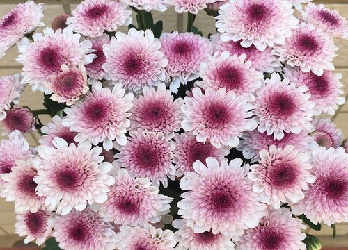 小雏菊的花语是什么意思