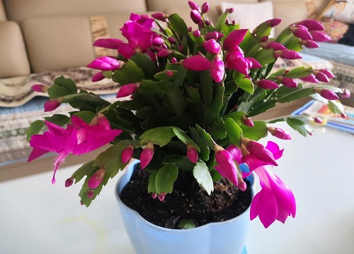 蟹爪兰开花后怎么进行养护