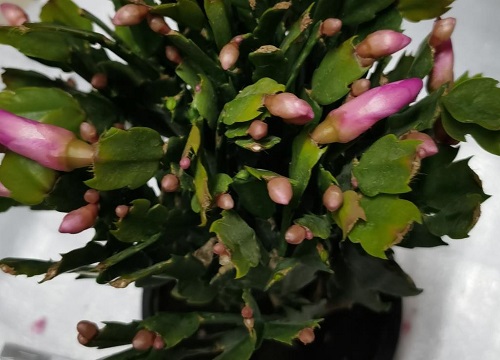 蟹爪兰怎么养殖年年开花