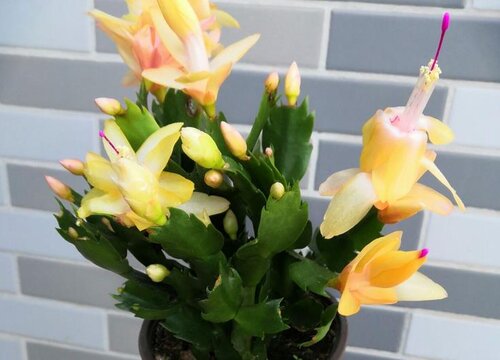 夏季蟹爪兰如何养护叶片蹭蹭长