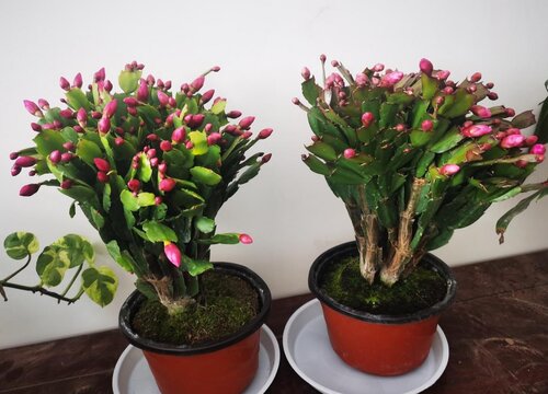 蟹爪兰如何养护才不影响年底开花