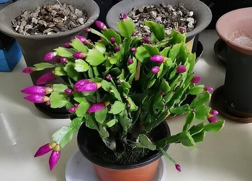 秋冬季节如何养护蟹爪兰才能让它更好的开花