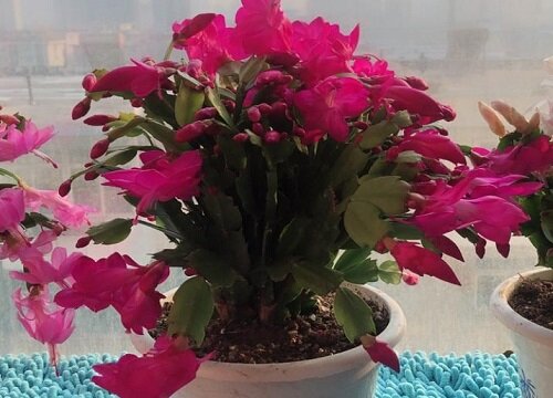 蟹爪兰花谢后怎么养护开二次花