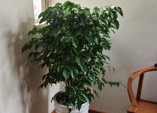 幸福树烂根黄叶怎么办  如何恢复