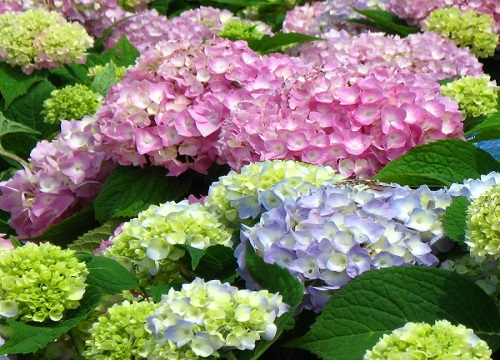 绣球花什么时候种植适合 绣球花苗种植时间和方法