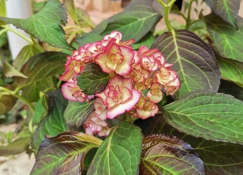 绣球花叶片发黄的原因及养护