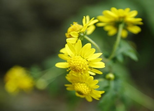 菊花在什么季节开放  如何养护开花