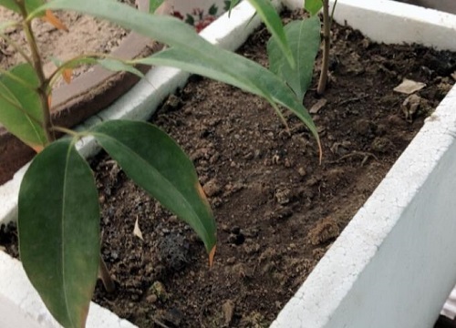 土壤的杀虫杀菌方法