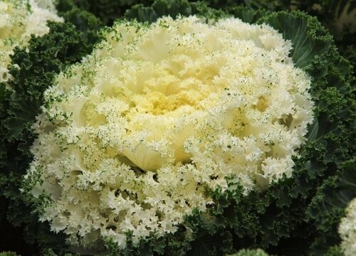 羽衣甘蓝是什么蔬菜 羽衣甘蓝是十字花科蔬菜吗