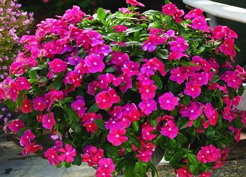 长春花好养吗