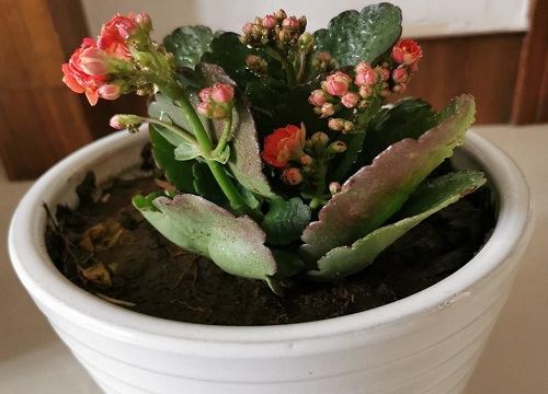 春季怎么养长寿花小苗长势贼旺