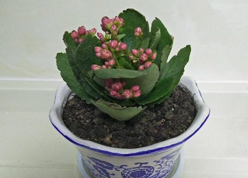 长寿花怎么才能养好根系
